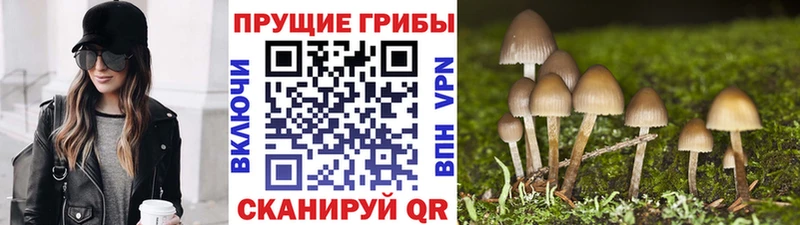 Псилоцибиновые грибы Psilocybine cubensis  Лебедянь 